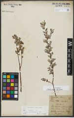 Foto von Salix repens subsp. repens L.